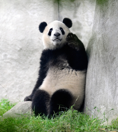 Panda Bear - Google Panda